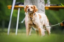 TdoT VdH Viernheim 110 62