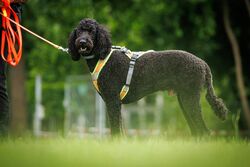 TdoT VdH Viernheim 116 66