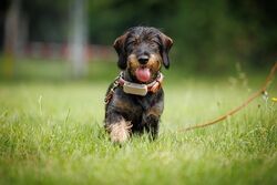 TdoT VdH Viernheim 11 4