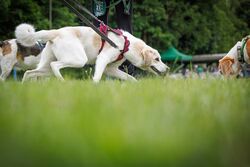 TdoT VdH Viernheim 123 72