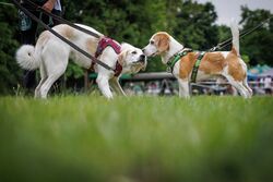 TdoT VdH Viernheim 125 74