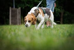 TdoT VdH Viernheim 128 76