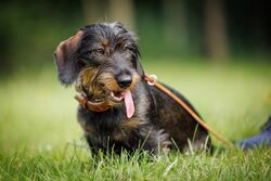 TdoT VdH Viernheim 12 5