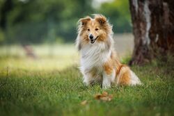 TdoT VdH Viernheim 141 82