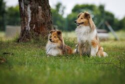 TdoT VdH Viernheim 145 83