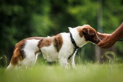 TdoT VdH Viernheim 146 84