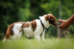 TdoT VdH Viernheim 147 85