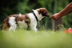 TdoT VdH Viernheim 148 86