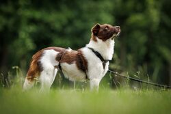 TdoT VdH Viernheim 152 88