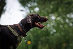 TdoT VdH Viernheim 153 89