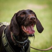 TdoT VdH Viernheim 155 91