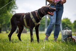 TdoT VdH Viernheim 156 92