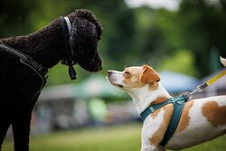 TdoT VdH Viernheim 17 8