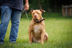 TdoT VdH Viernheim 18 9