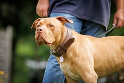 TdoT VdH Viernheim 19 10