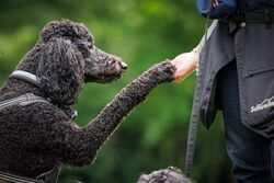 TdoT VdH Viernheim 23 11