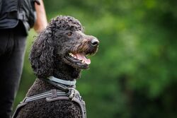 TdoT VdH Viernheim 24 12