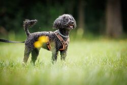 TdoT VdH Viernheim 25 13