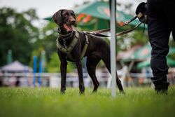 TdoT VdH Viernheim 28 14