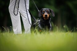 TdoT VdH Viernheim 30 16