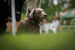 TdoT VdH Viernheim 34 17