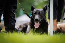 TdoT VdH Viernheim 37 20