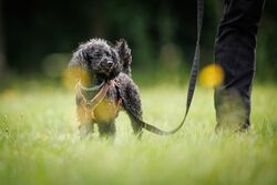 TdoT VdH Viernheim 38 21