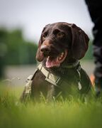 TdoT VdH Viernheim 40 22