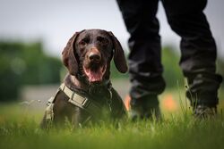 TdoT VdH Viernheim 41 23