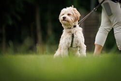 TdoT VdH Viernheim 42 24