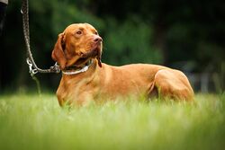 TdoT VdH Viernheim 48 26