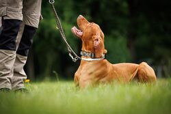 TdoT VdH Viernheim 49 27