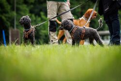 TdoT VdH Viernheim 51 29