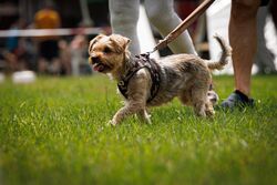 TdoT VdH Viernheim 57 34