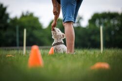 TdoT VdH Viernheim 60 37