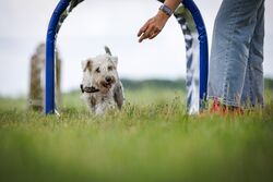 TdoT VdH Viernheim 64 39