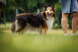 TdoT VdH Viernheim 70 42