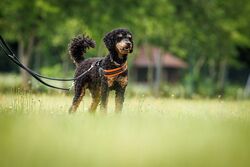 TdoT VdH Viernheim 71 43