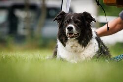 TdoT VdH Viernheim 72 44