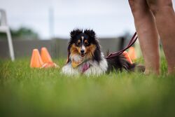 TdoT VdH Viernheim 73 45