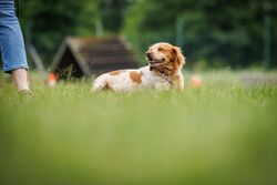 TdoT VdH Viernheim 74 46