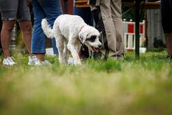 TdoT VdH Viernheim 84 54