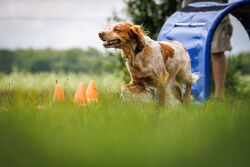 TdoT VdH Viernheim 89 55