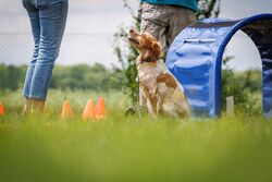 TdoT VdH Viernheim 91 56