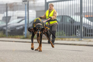 Mantrailing Workshop 28 09 2025 7