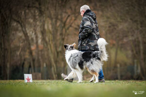 Rally Obedience Training 14 03 2026 2