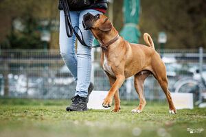 Rally Obedience Training 14 03 2026 20