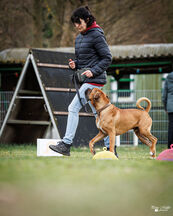 Rally Obedience Training 14 03 2026 21