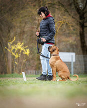 Rally Obedience Training 14 03 2026 22