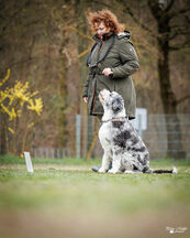 Rally Obedience Training 14 03 2026 23